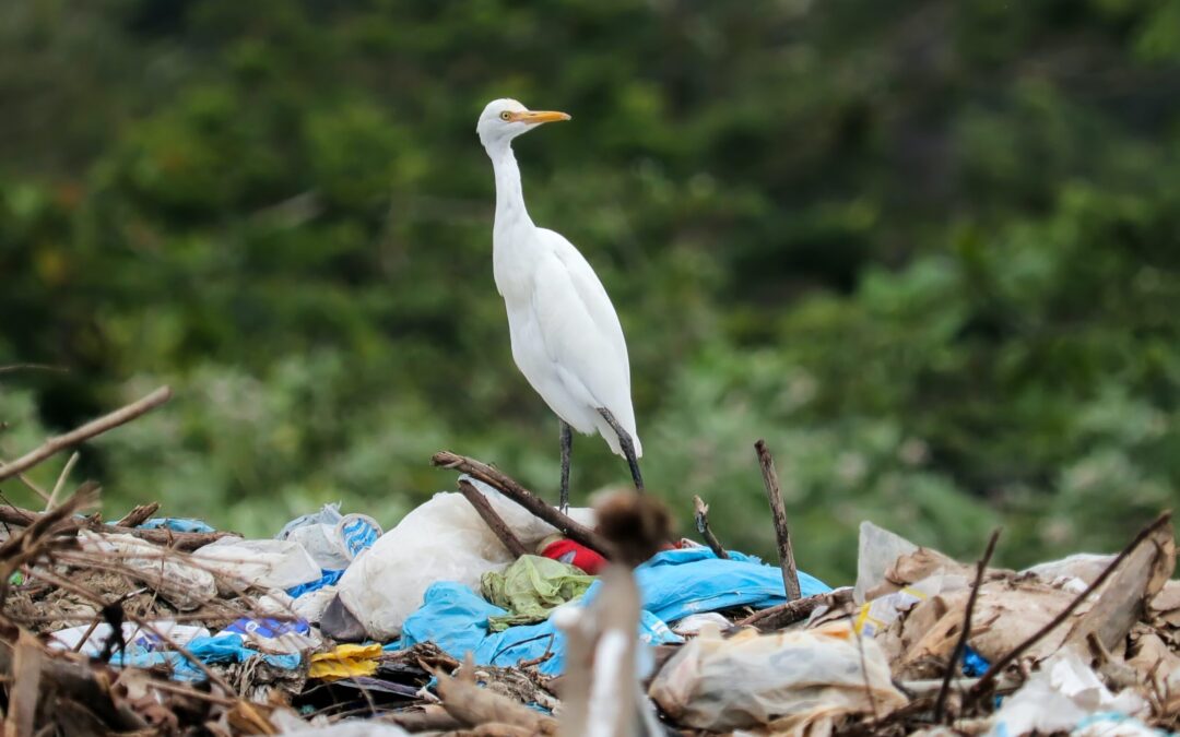 Clean up Kandersteg